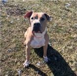 Enlarge Aries, a Adoptable mixed breed in Moline, IL image 1/1