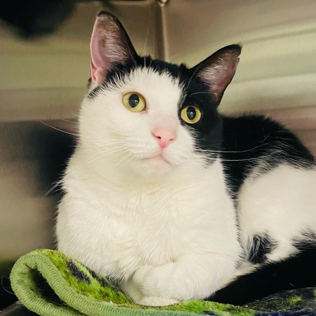 Pawbrey, Adoptable, Adult Female Domestic Short Hair.