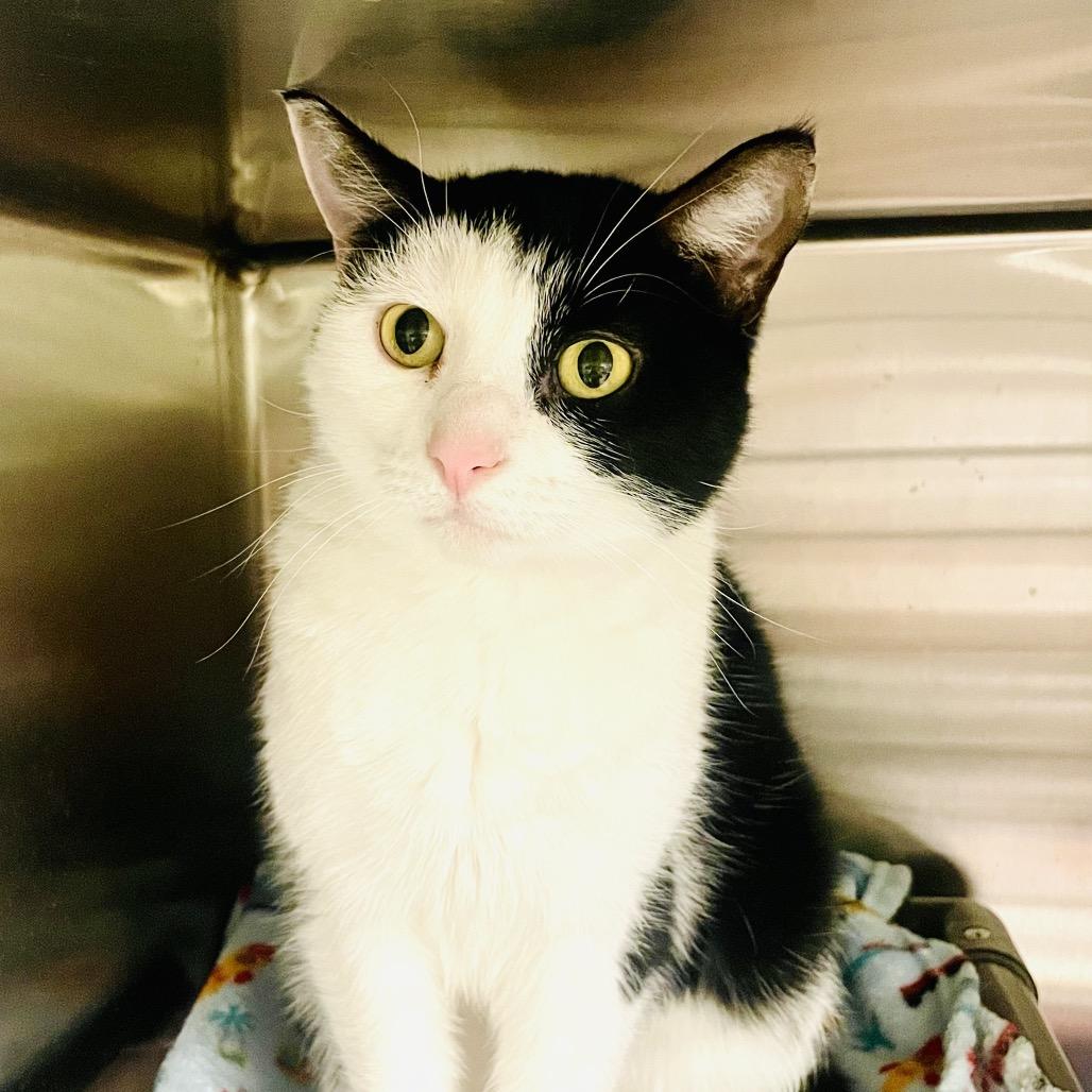 Pawbrey, Adoptable, Adult Female Domestic Short Hair.