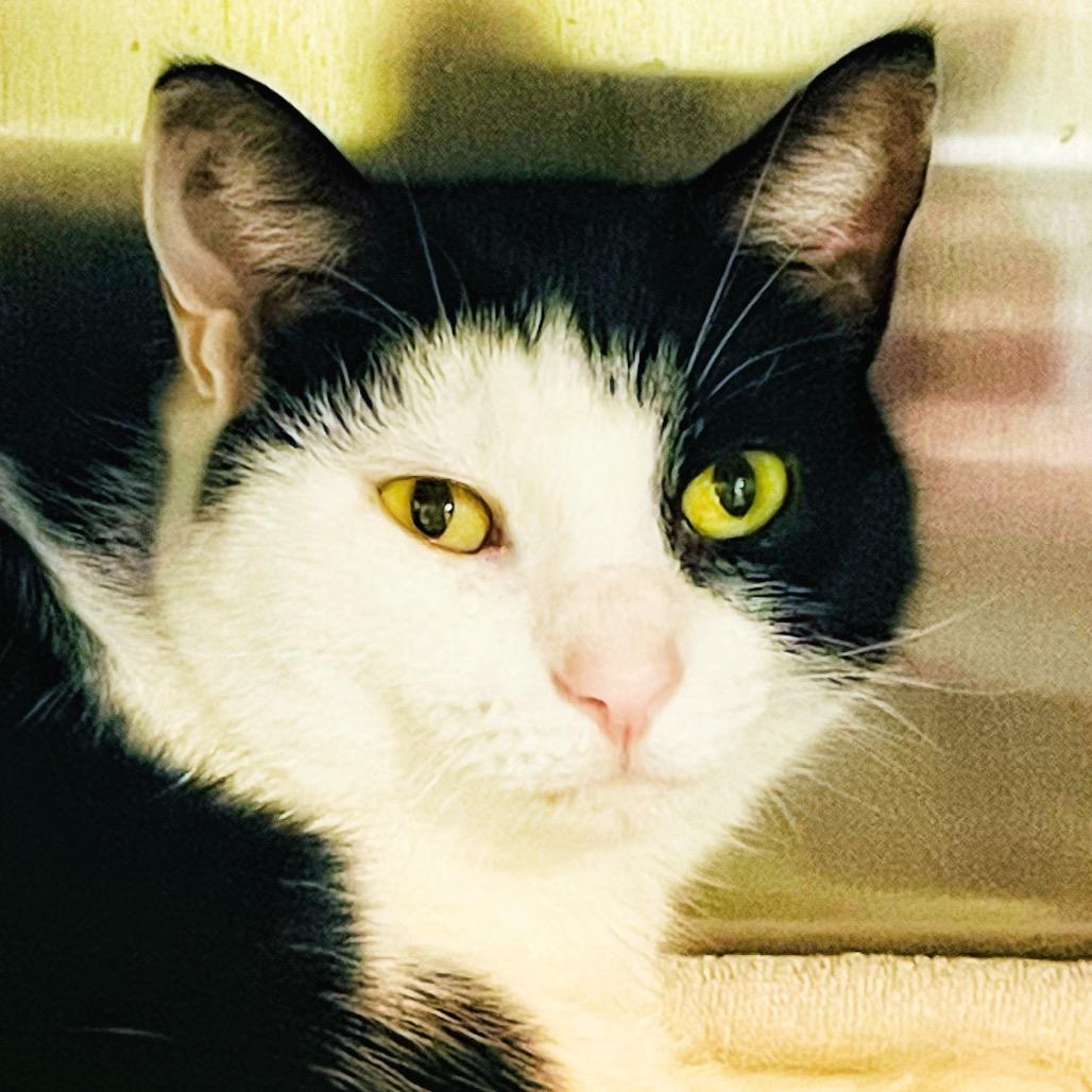 Pawbrey, a Adoptable Domestic Short Hair in Columbia Station, OH image 2/6