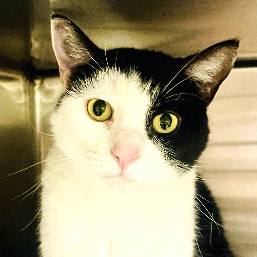 Pawbrey, a Adoptable Domestic Short Hair in Columbia Station, OH image 4/6