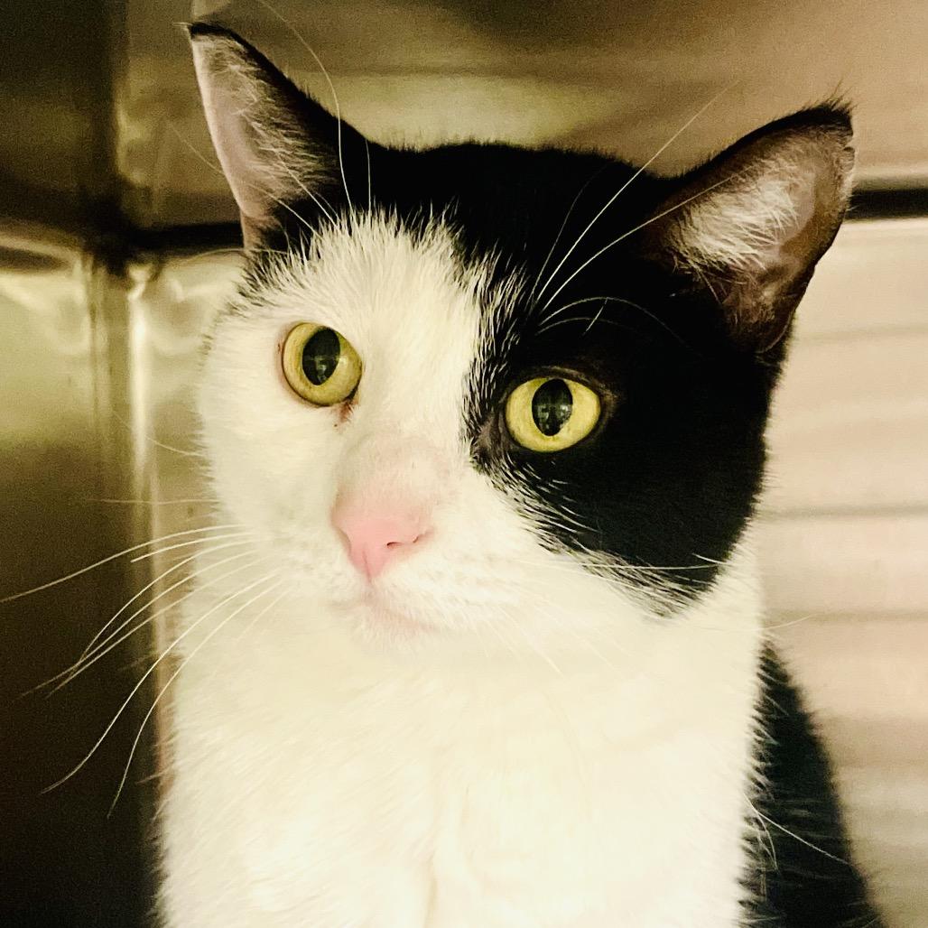 Pawbrey, a Adoptable Domestic Short Hair in Columbia Station, OH image 5/6