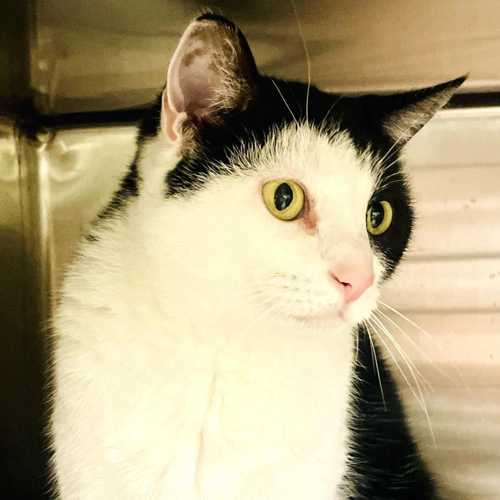 Pawbrey, a Adoptable Domestic Short Hair in Columbia Station, OH image 6/6