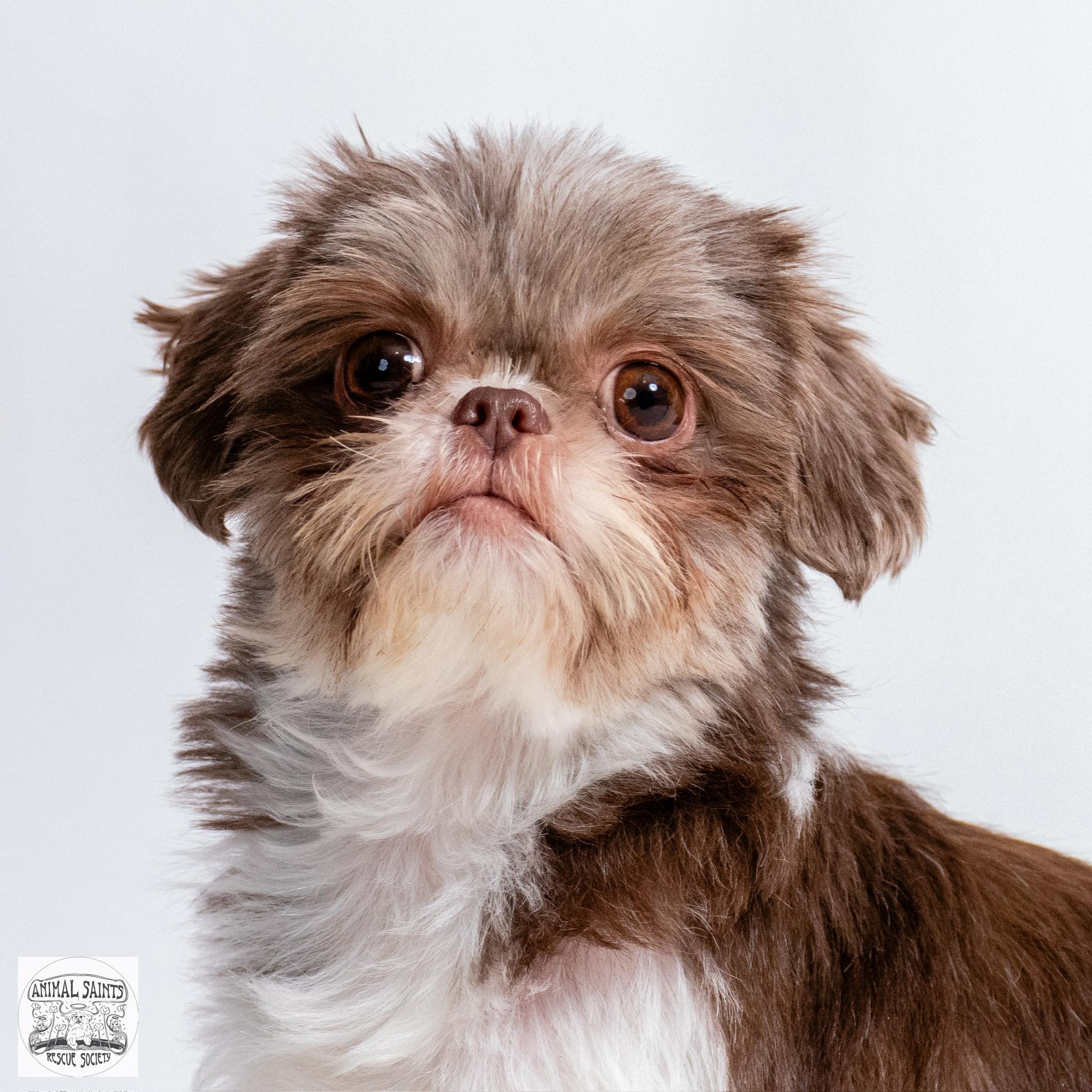 Little Lottie, a ADOPTABLE Shih Tzu in Fort Montgomery, NY image 3/6