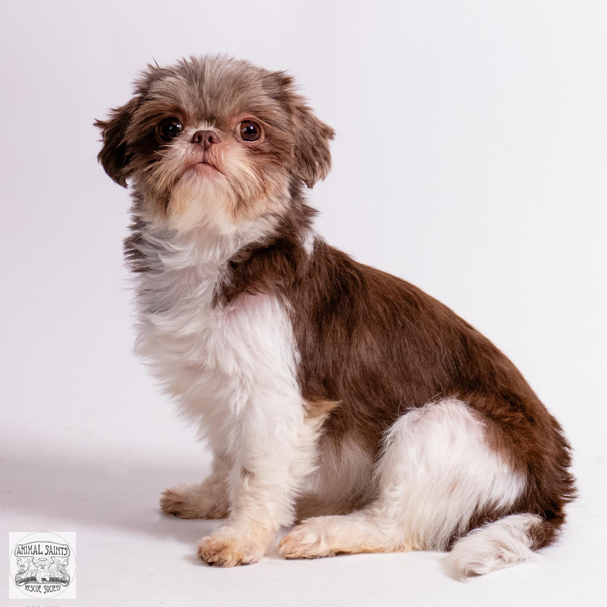 Little Lottie, a ADOPTABLE Shih Tzu in Fort Montgomery, NY image 1/6