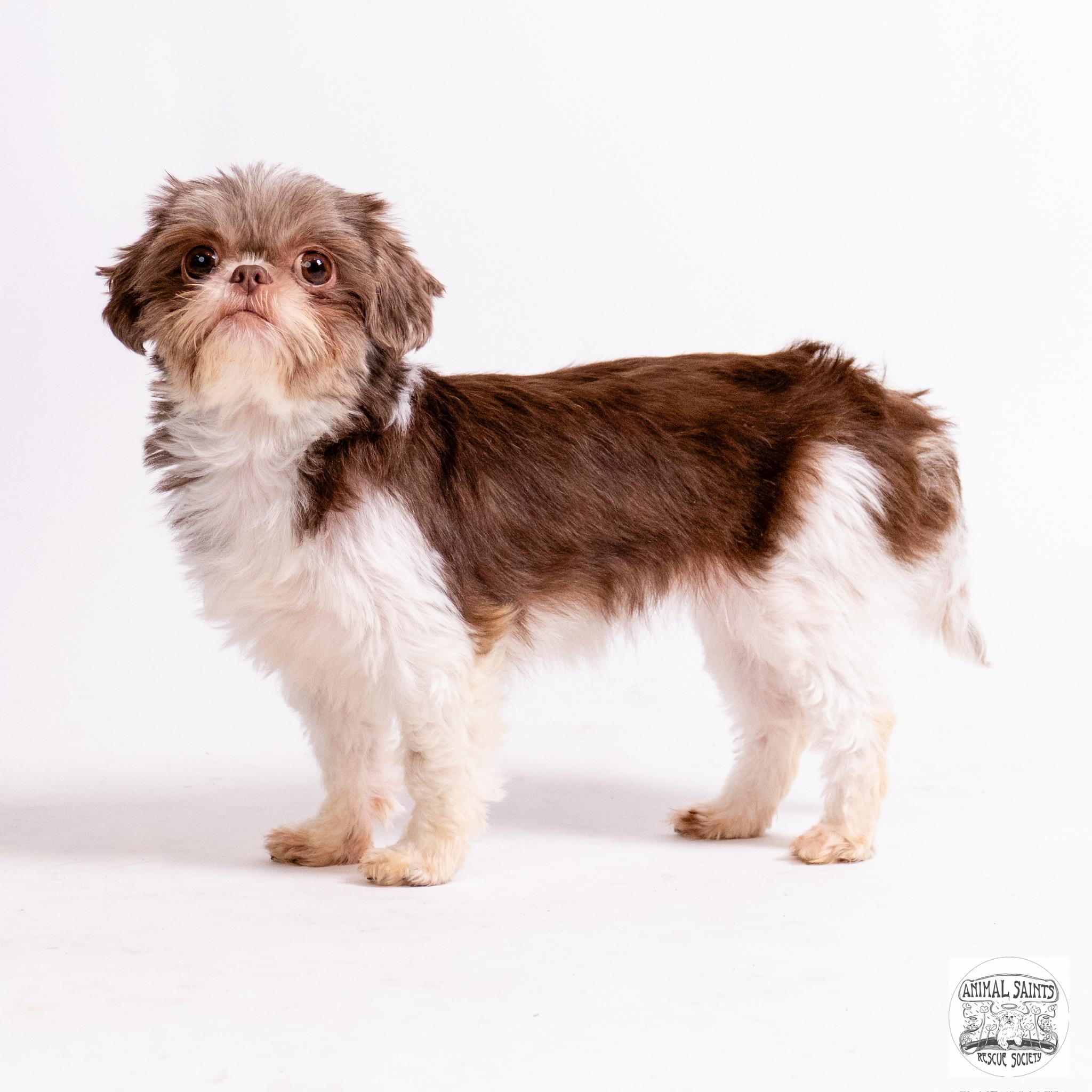 Little Lottie, a ADOPTABLE Shih Tzu in Fort Montgomery, NY image 4/6