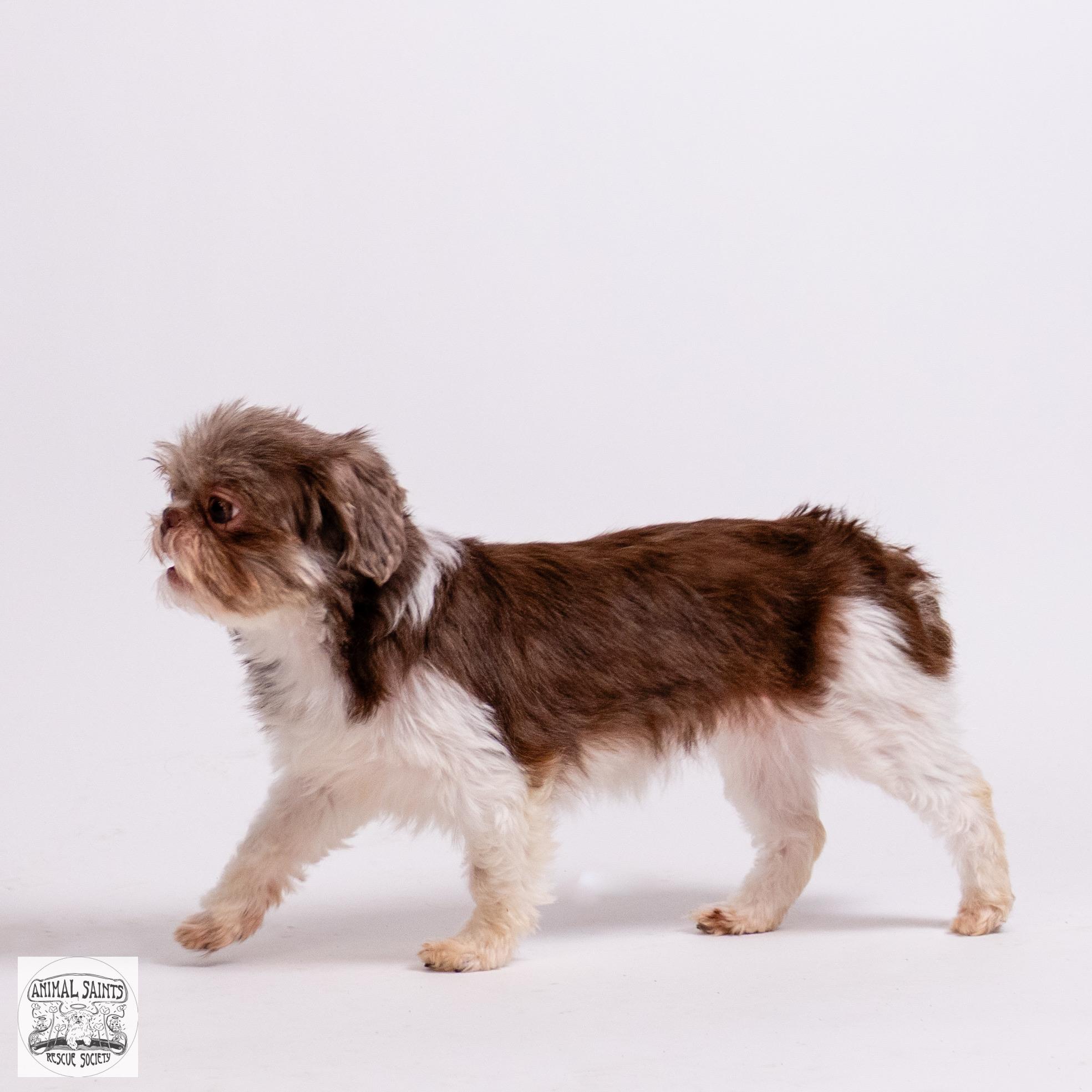 Little Lottie, a ADOPTABLE Shih Tzu in Fort Montgomery, NY image 5/6