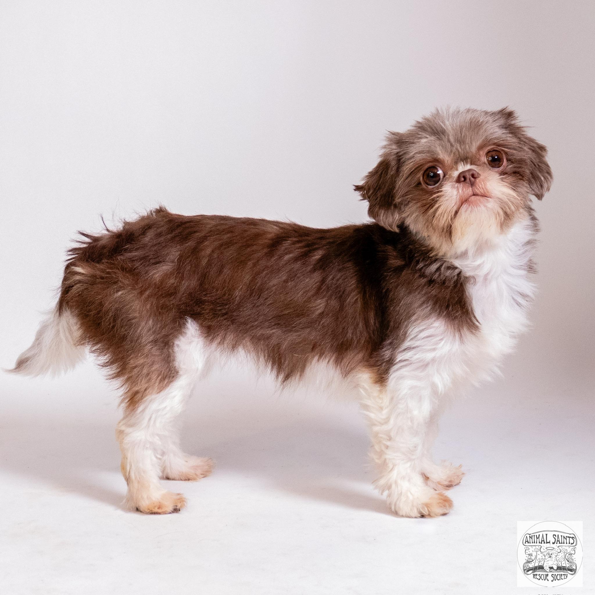 Little Lottie, a ADOPTABLE Shih Tzu in Fort Montgomery, NY image 2/6