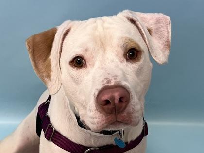 Cruz, Adoptable, Adult Male Pit Bull Terrier & Labrador Retriever.