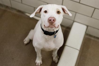 Cruz, Adoptable, Adult Male Pit Bull Terrier & Labrador Retriever.