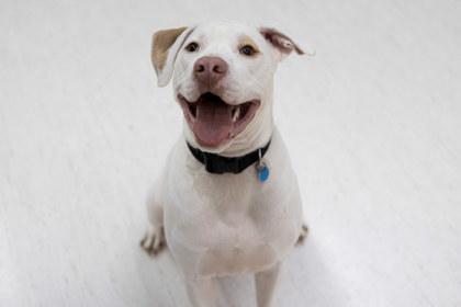 Enlarge Cruz, a Adoptable mixed breed in Golden Valley, MN image 2/3