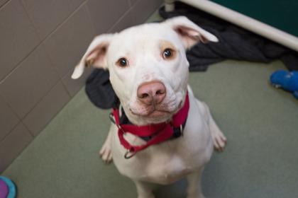 Enlarge Cruz, a Adoptable mixed breed in Golden Valley, MN image 3/3