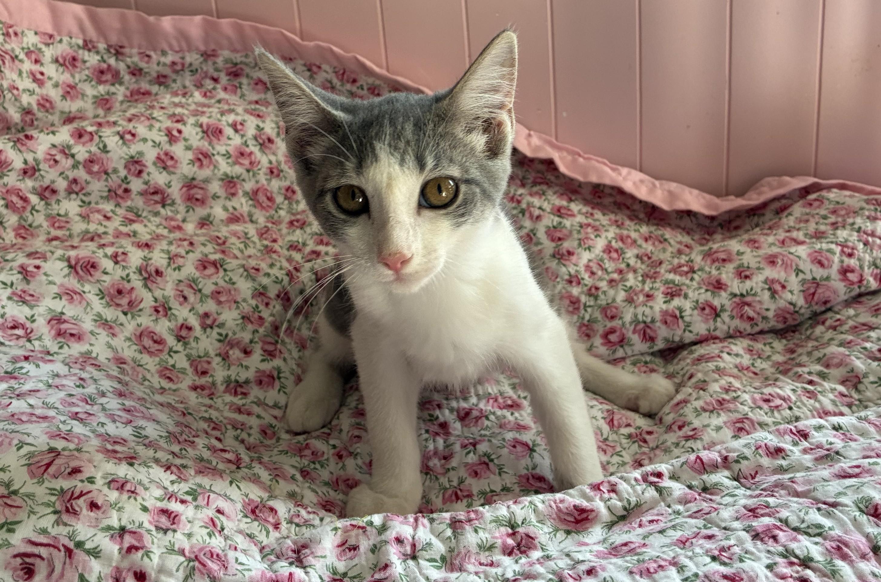 Enlarge Collette, a Adoptable mixed breed in Dawson, GA image 3/3