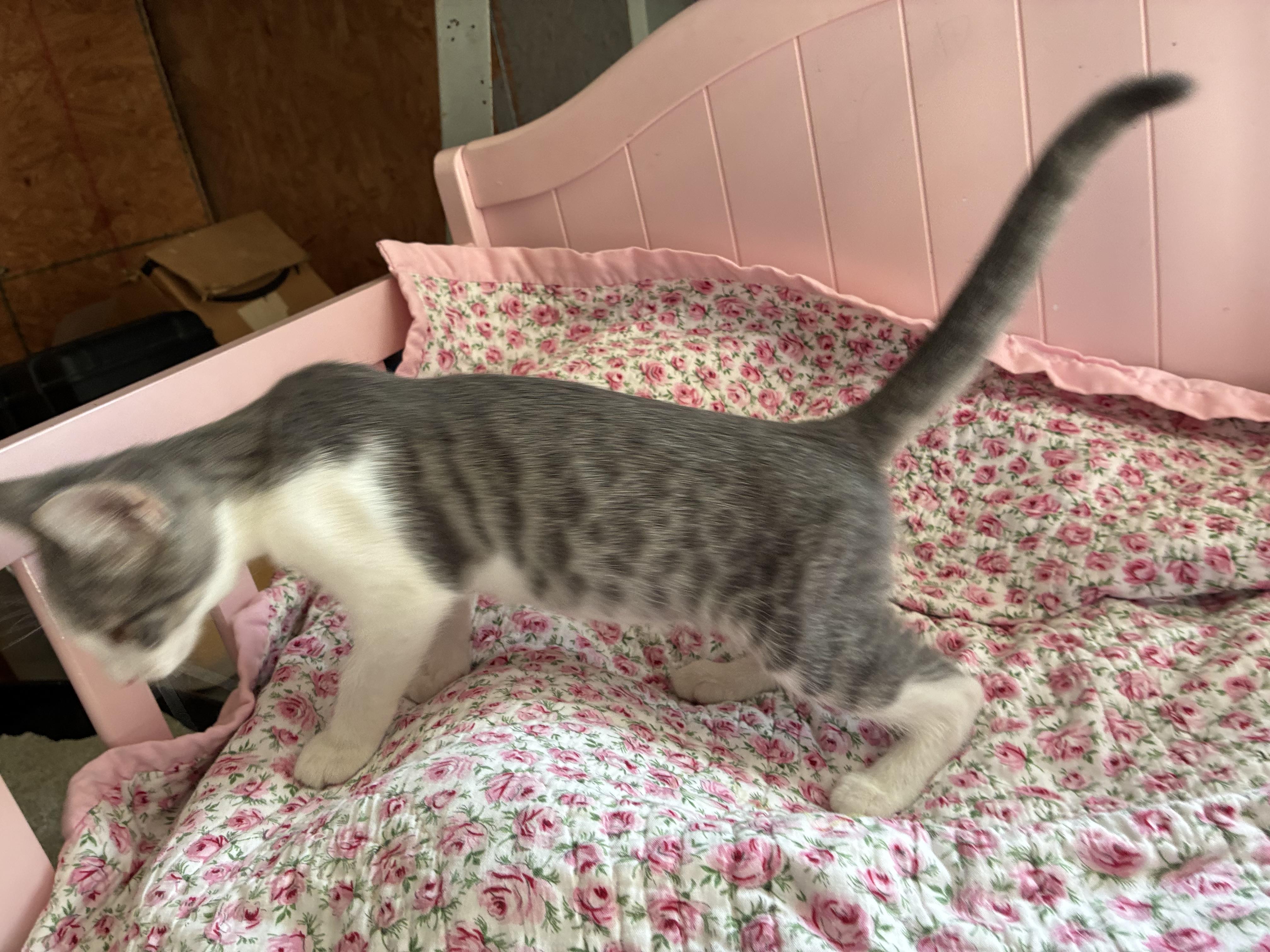 Enlarge Collette, a Adoptable mixed breed in Dawson, GA image 2/3