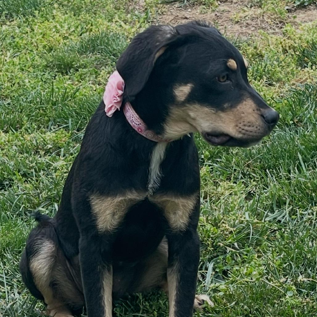 Briella, Adoptable, Young Female Mixed Breed.