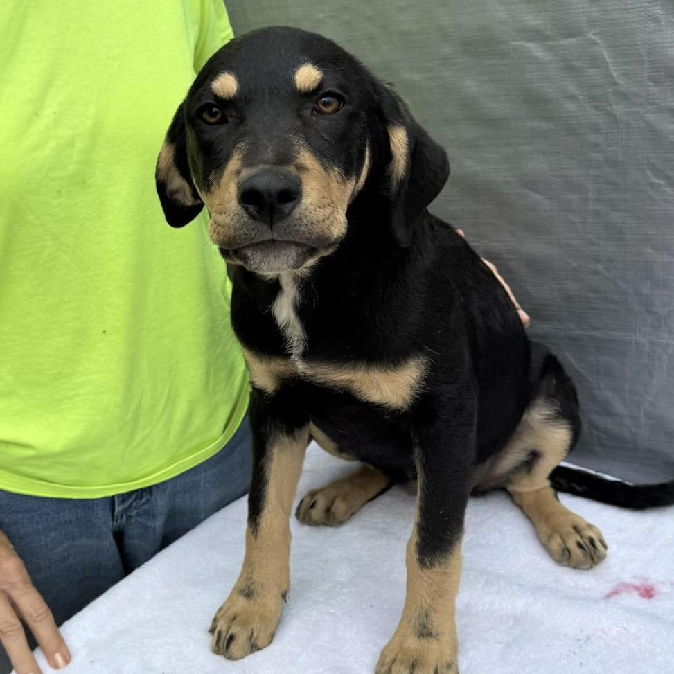 Enlarge Briella, a Adoptable Mixed Breed in Leesburg, VA image 3/6