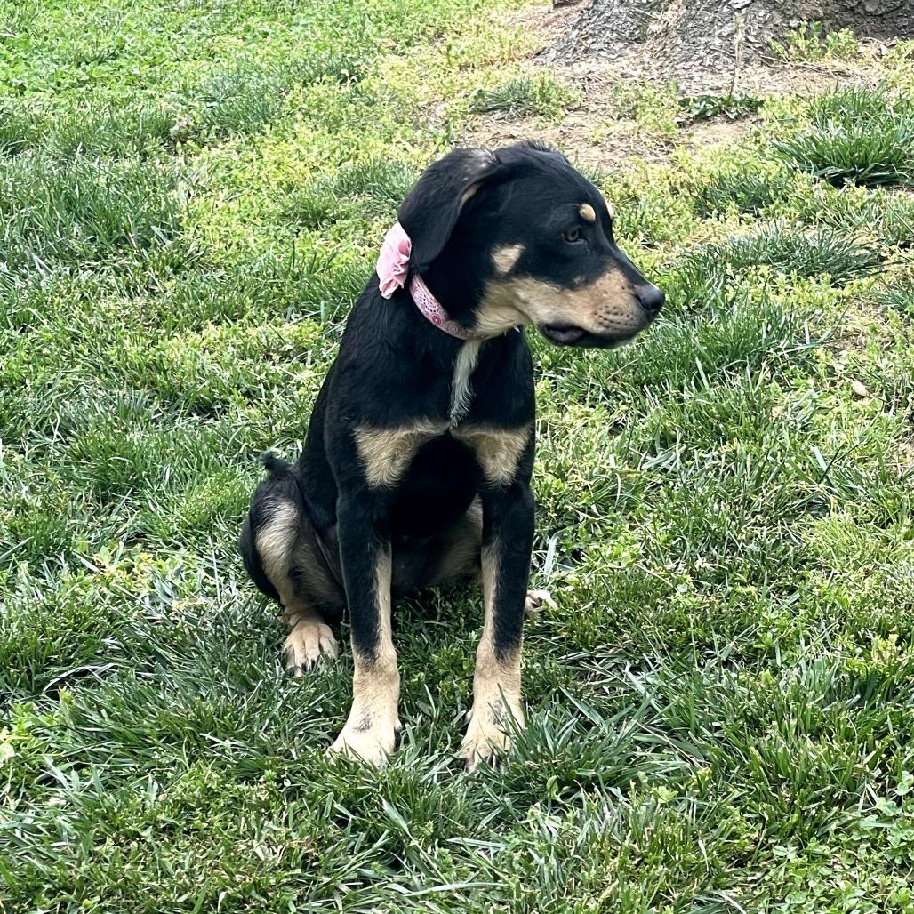 Enlarge Briella, a Adoptable Mixed Breed in Leesburg, VA image 4/6