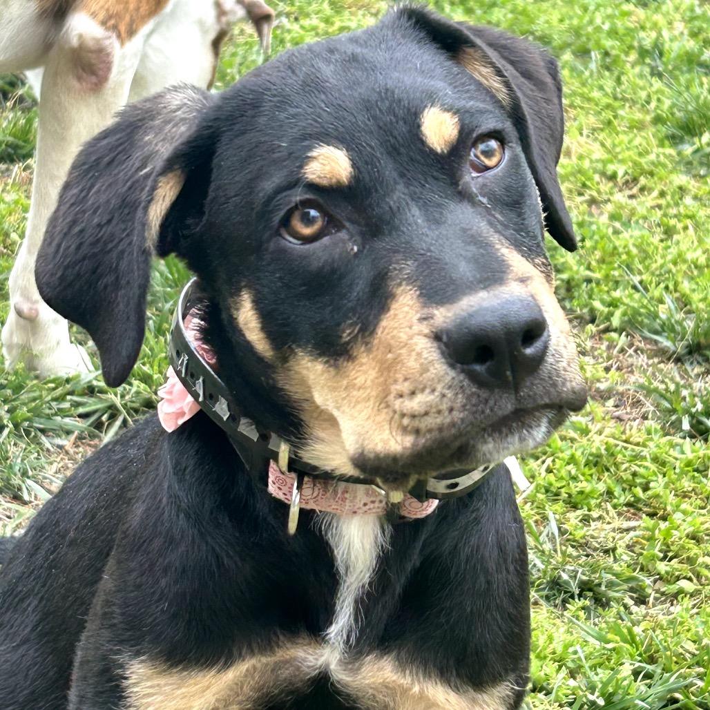 Enlarge Briella, a Adoptable Mixed Breed in Leesburg, VA image 5/6