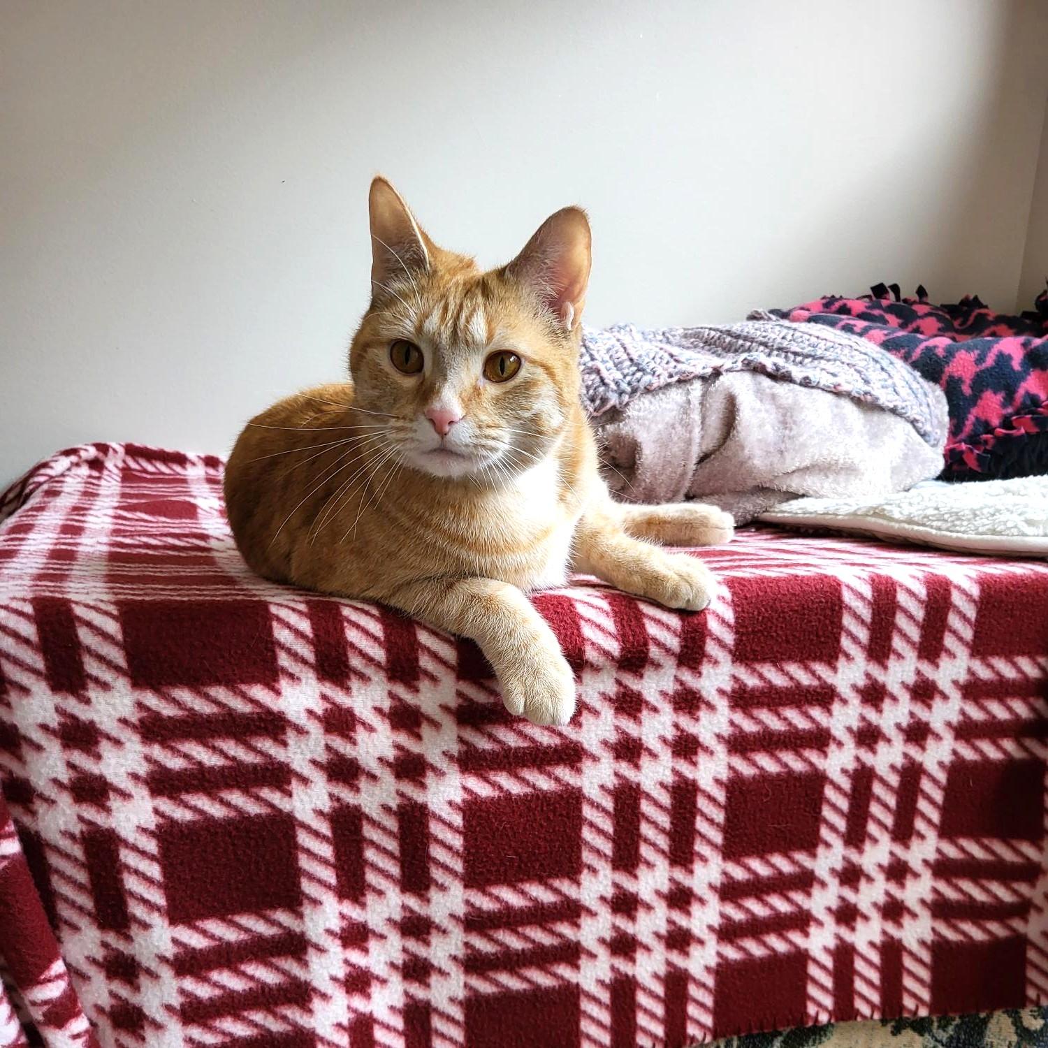 Enlarge Misa and Martone, a ADOPTABLE Domestic Short Hair in Calgary, AB image 6/6