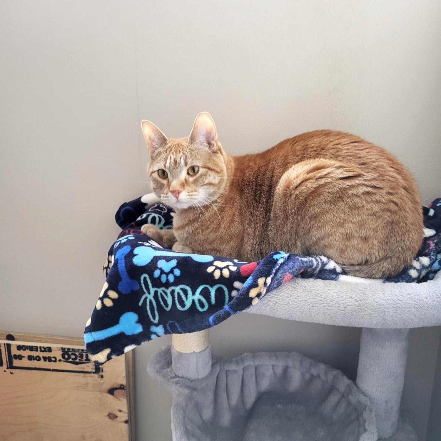 Enlarge Misa and Martone, a ADOPTABLE Domestic Short Hair in Calgary, AB image 2/6