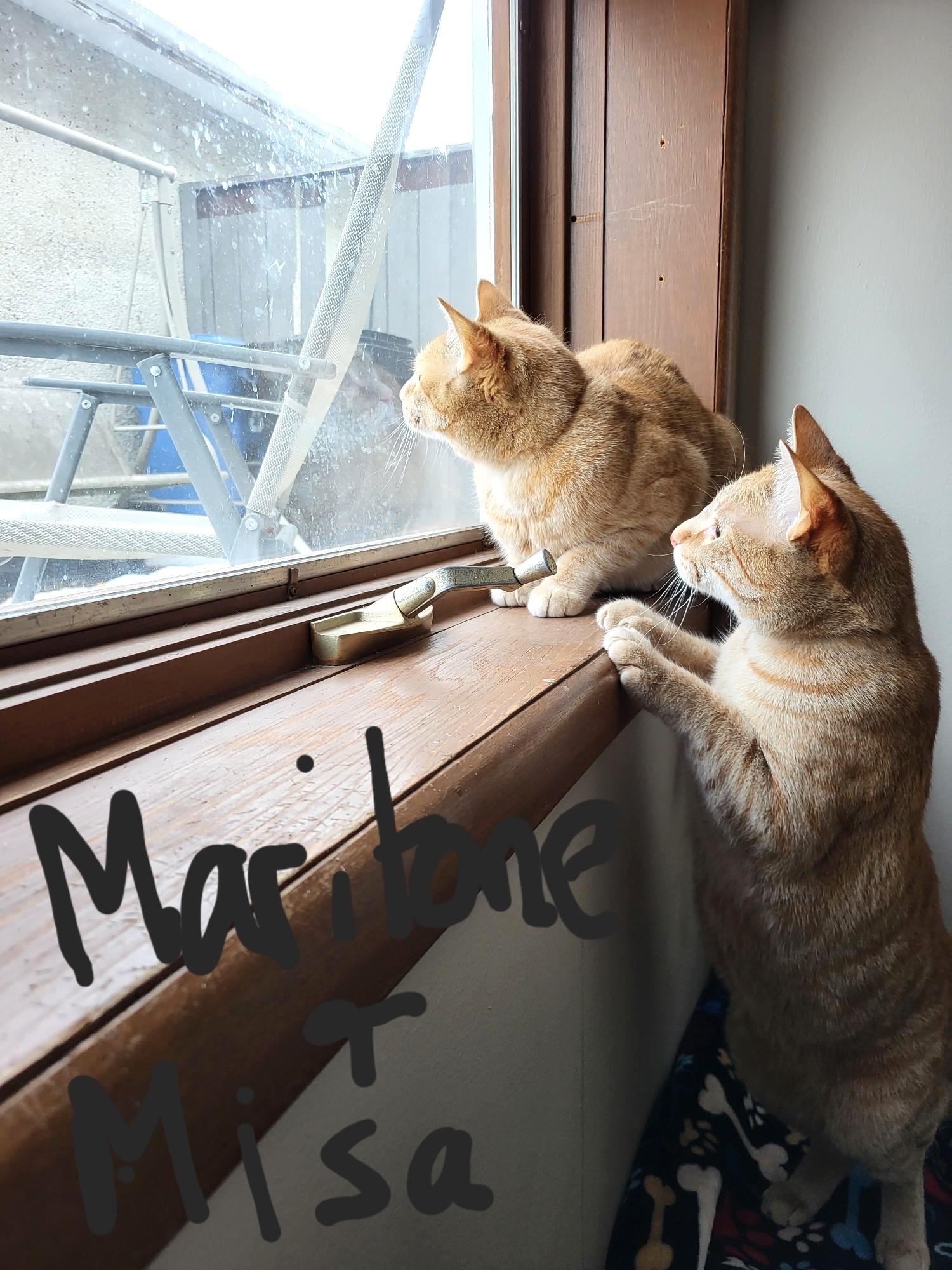 Enlarge Misa and Martone, a ADOPTABLE Domestic Short Hair in Calgary, AB image 3/6