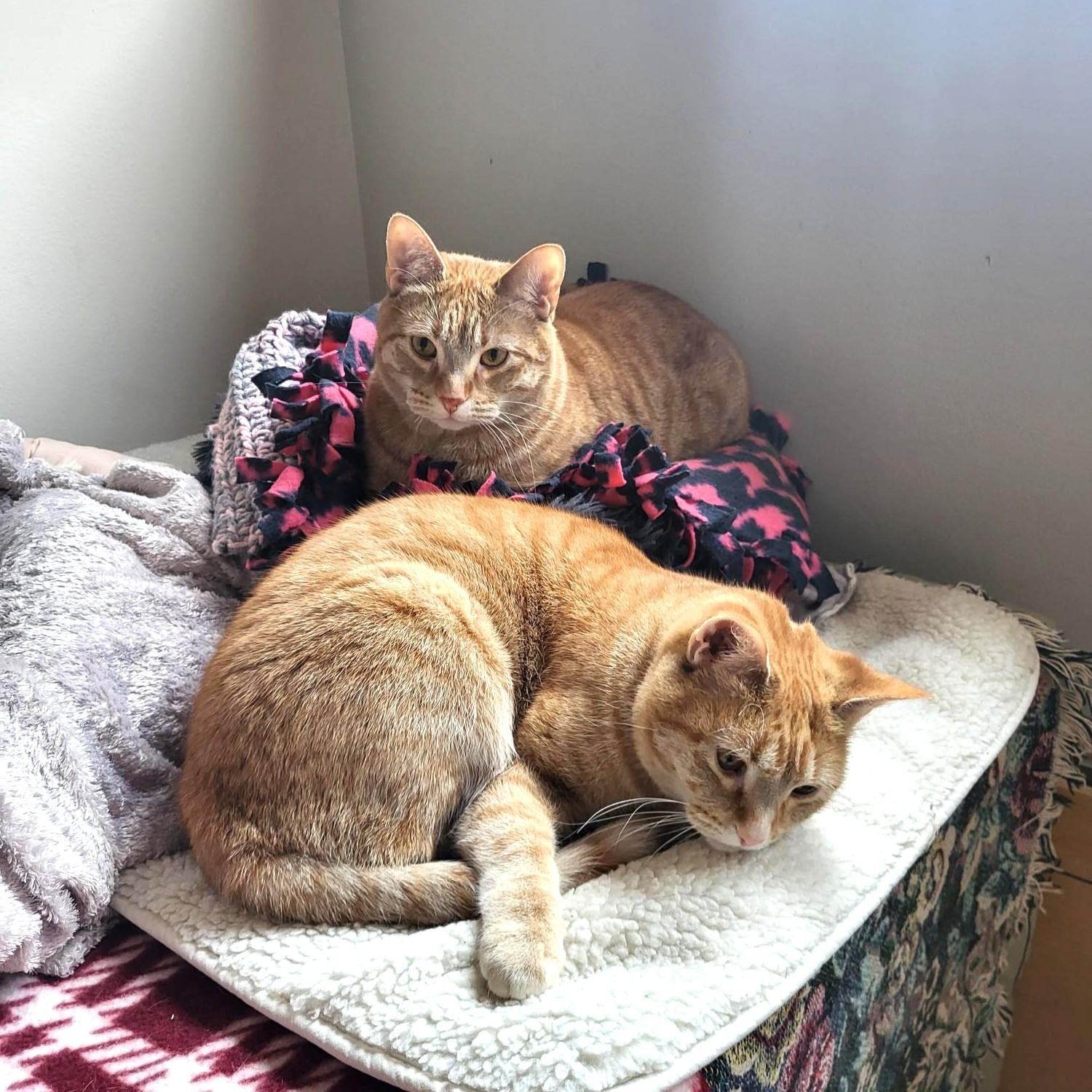 Misa and Martone, ADOPTABLE, Adult Female Domestic Short Hair.