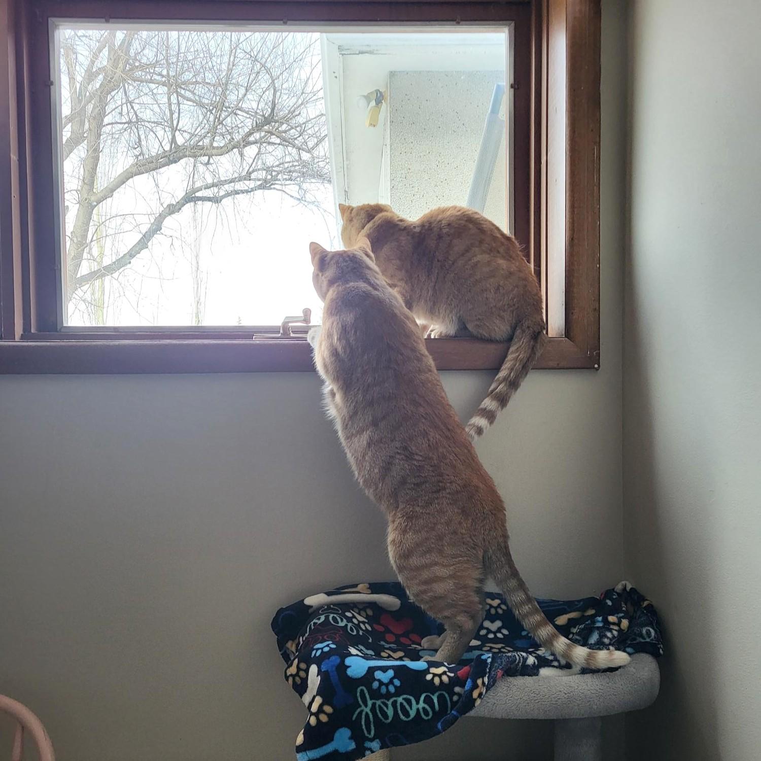 Enlarge Misa and Martone, a ADOPTABLE Domestic Short Hair in Calgary, AB image 4/6