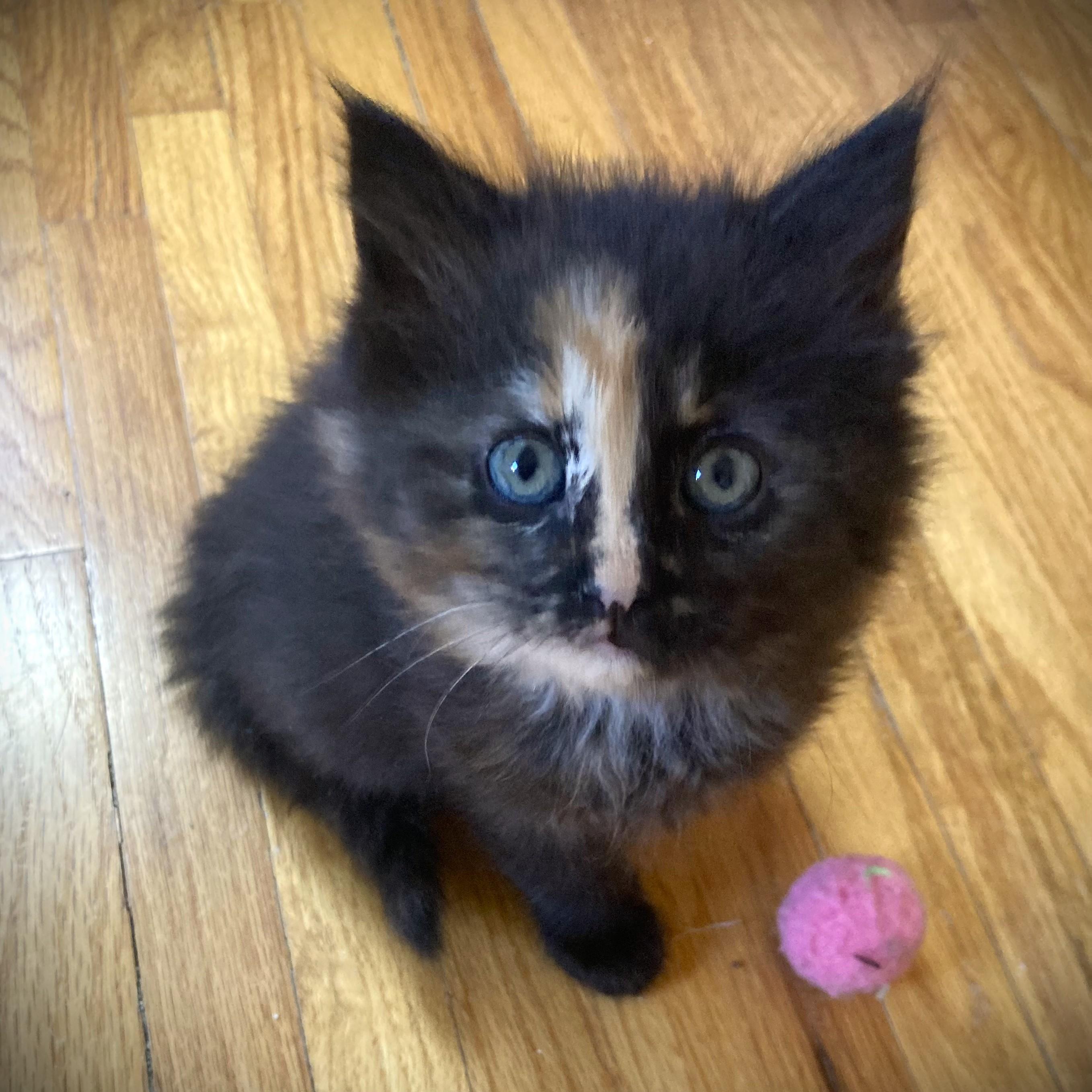 RONDA, a ADOPTABLE Domestic Long Hair in Mankato, MN image 3/4