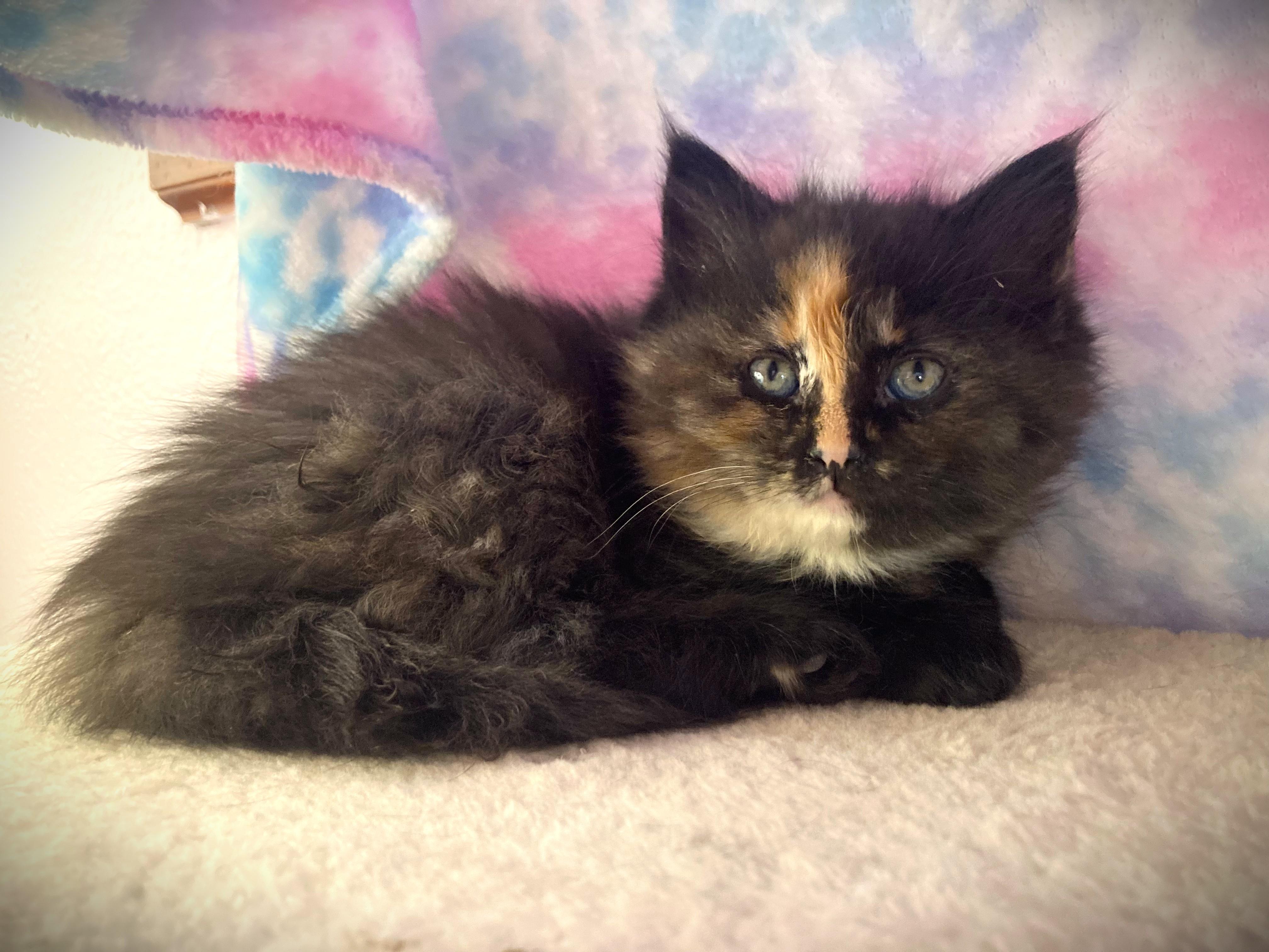 RONDA, a ADOPTABLE Domestic Long Hair in Mankato, MN image 2/4