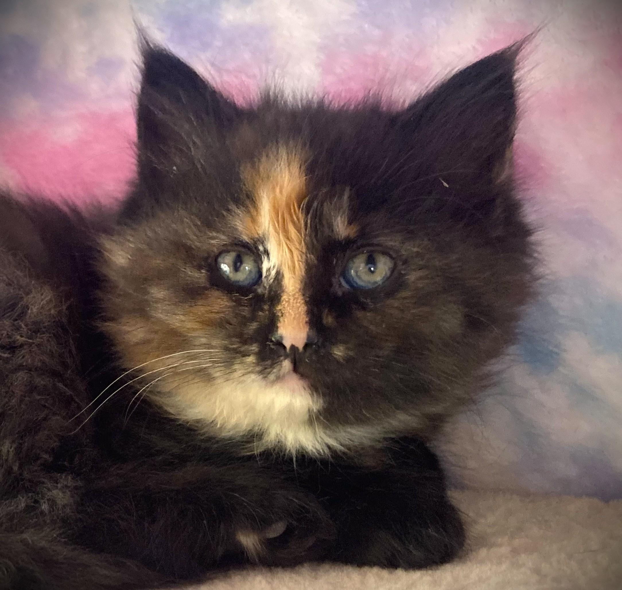 RONDA, ADOPTABLE, Kitten Female Domestic Long Hair.