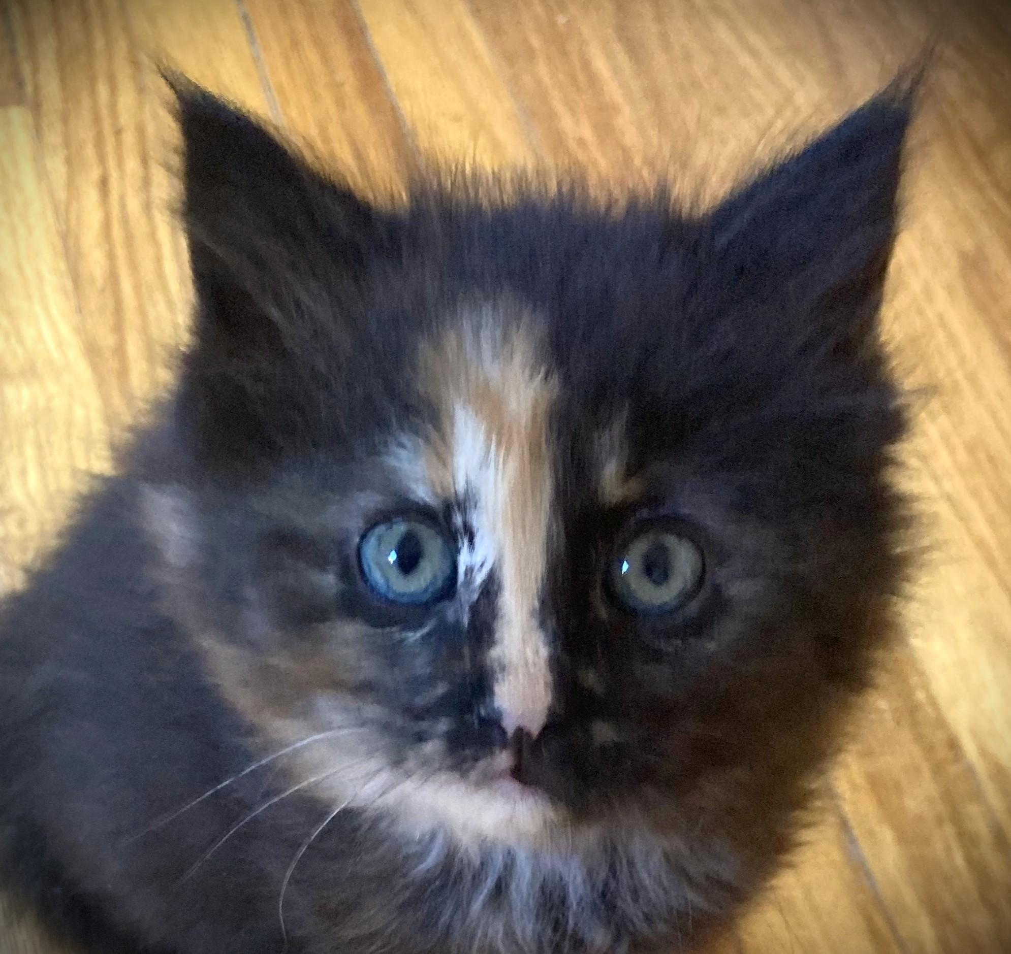RONDA, a ADOPTABLE Domestic Long Hair in Mankato, MN image 4/4