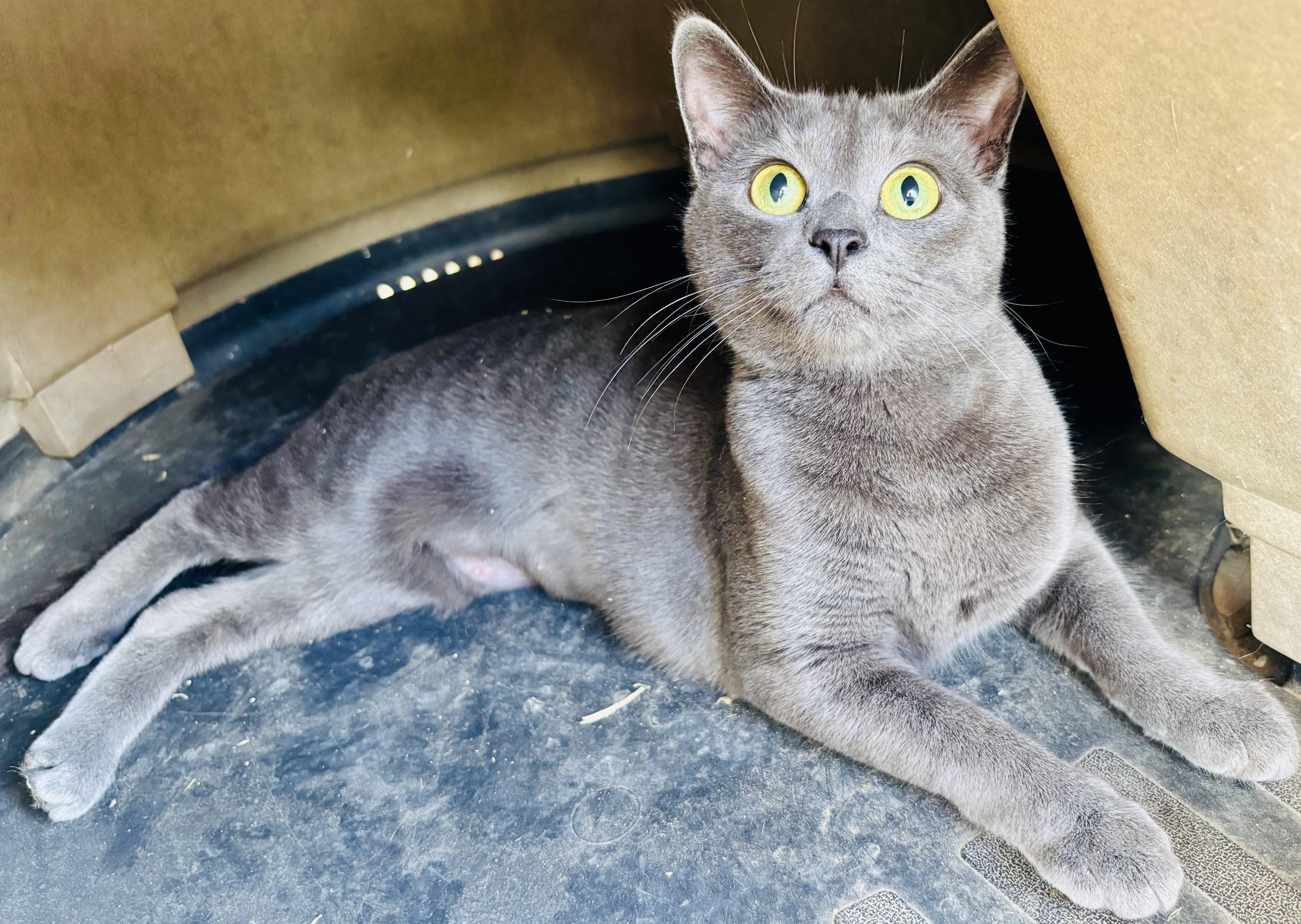 Enlarge Ash, an adopted Domestic Short Hair in Cibolo, TX image 1/1