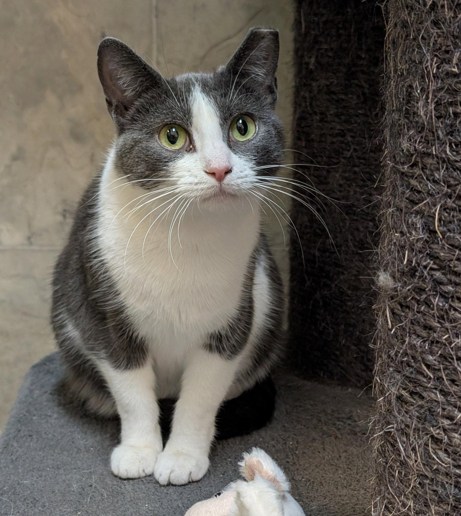 Emma, a Adoptable Domestic Short Hair in Dublin, OH image 1/3