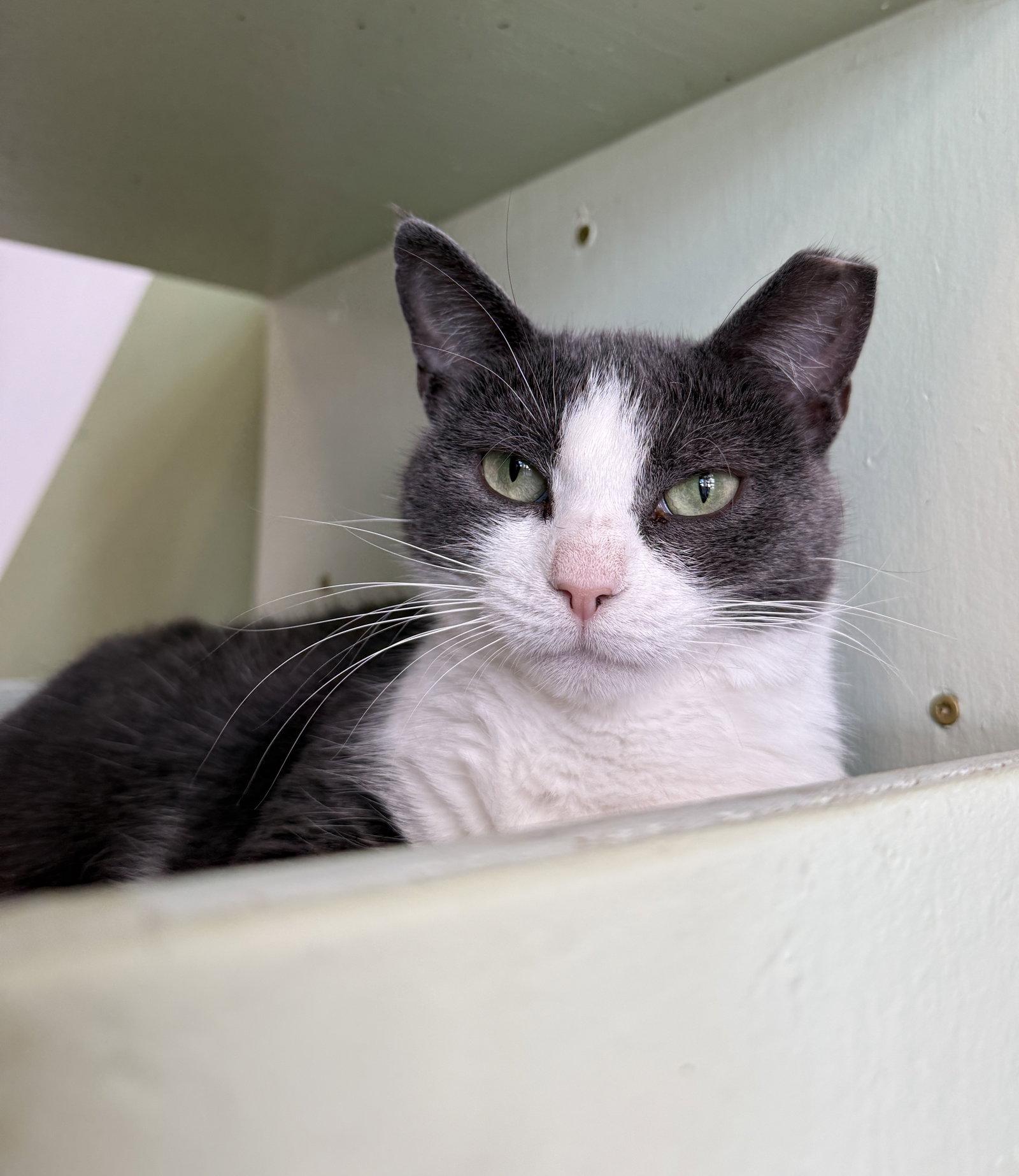 Enlarge Emma, a Adoptable Domestic Short Hair in Dublin, OH image 2/3