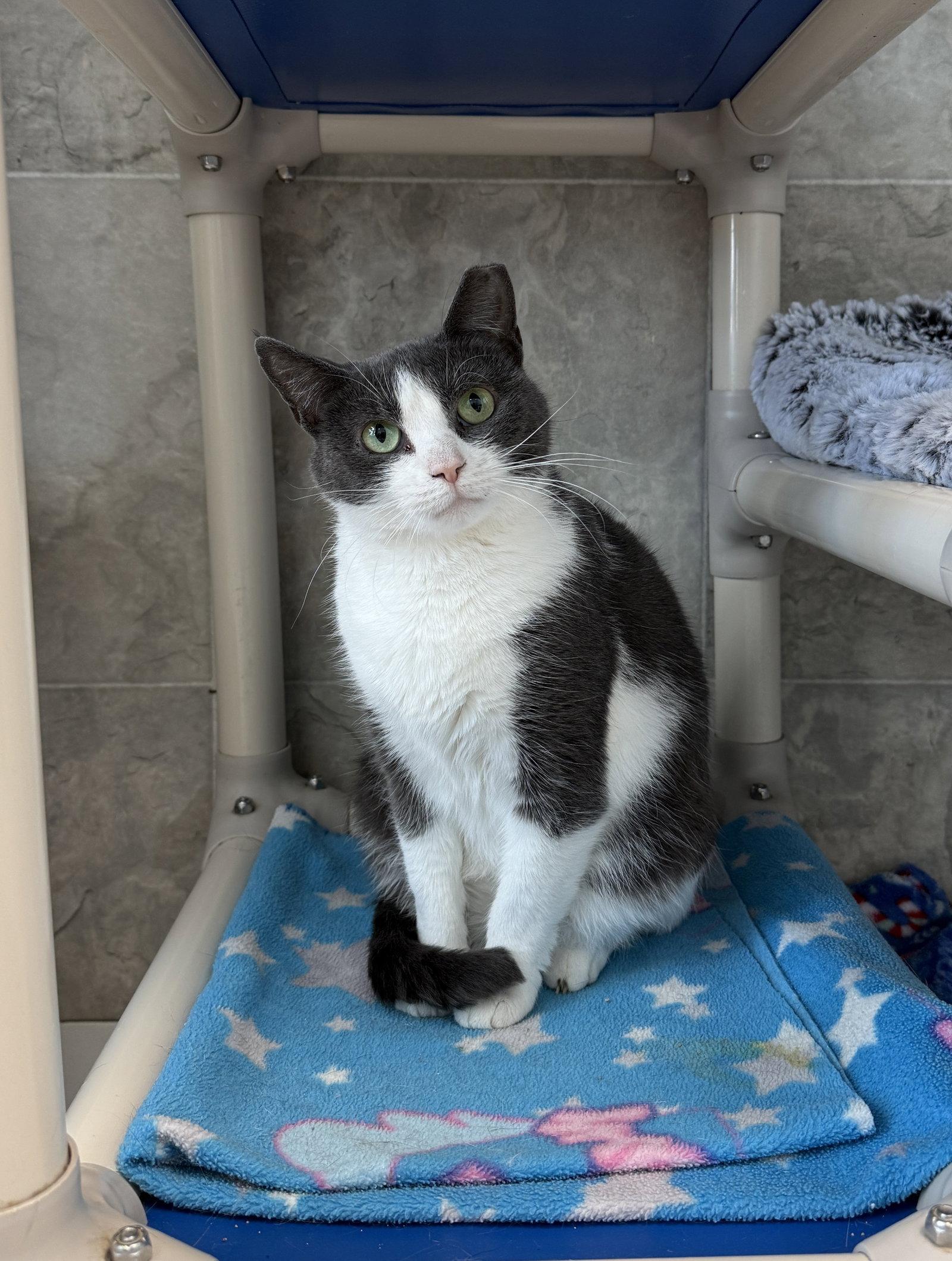 Enlarge Emma, a Adoptable Domestic Short Hair in Dublin, OH image 3/3