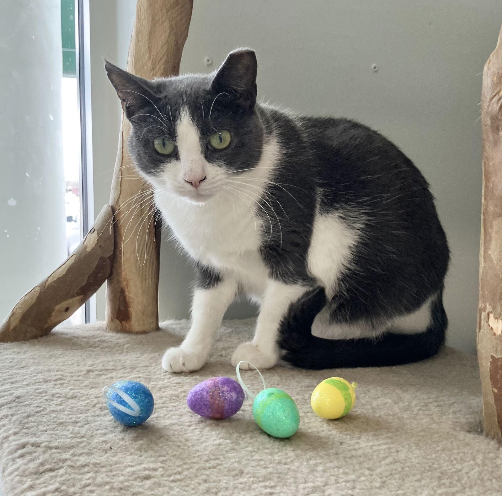 Emma, Adoptable, Adult Female Domestic Short Hair.