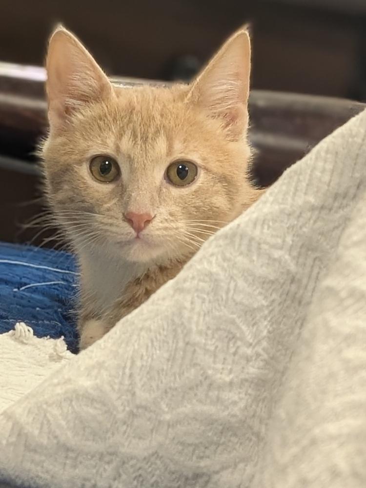 Jack, Adoptable, Kitten Male Domestic Short Hair.