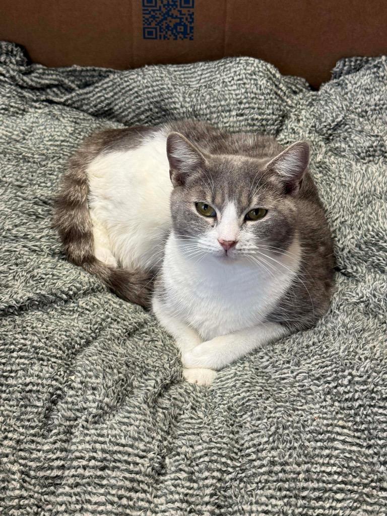 Wisteria, Adoptable, Young Female Domestic Short Hair.