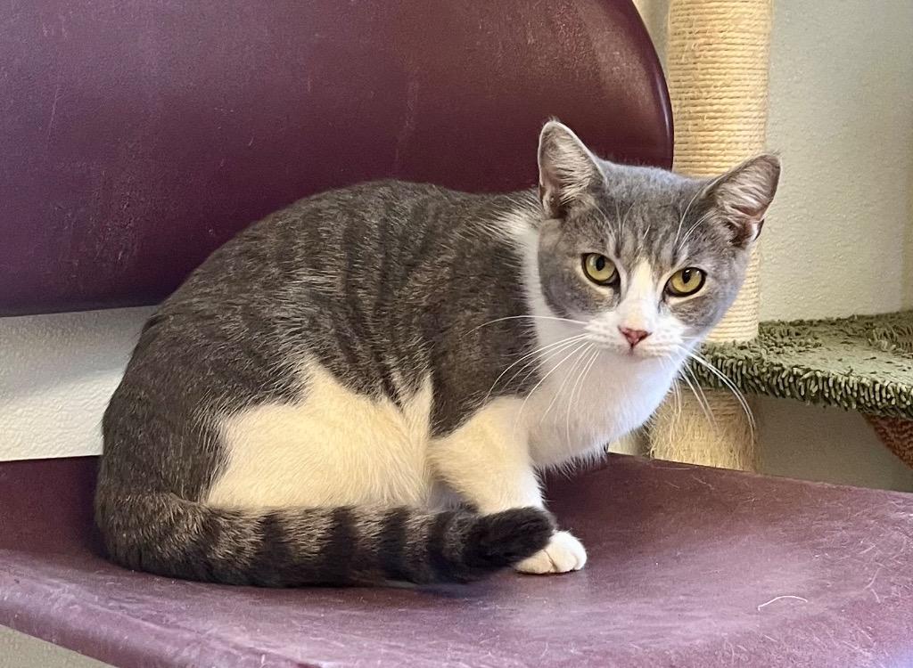 Enlarge Wisteria, a Adoptable mixed breed in Clinton, SC image 2/6