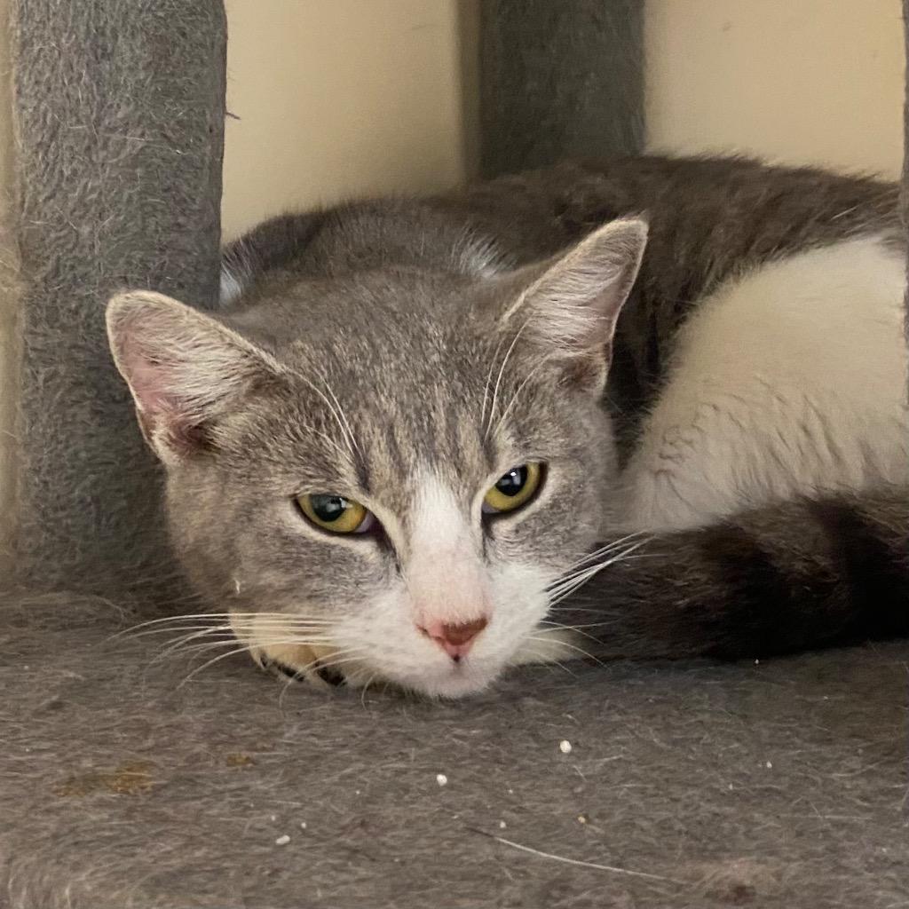 Enlarge Wisteria, a Adoptable mixed breed in Clinton, SC image 4/6