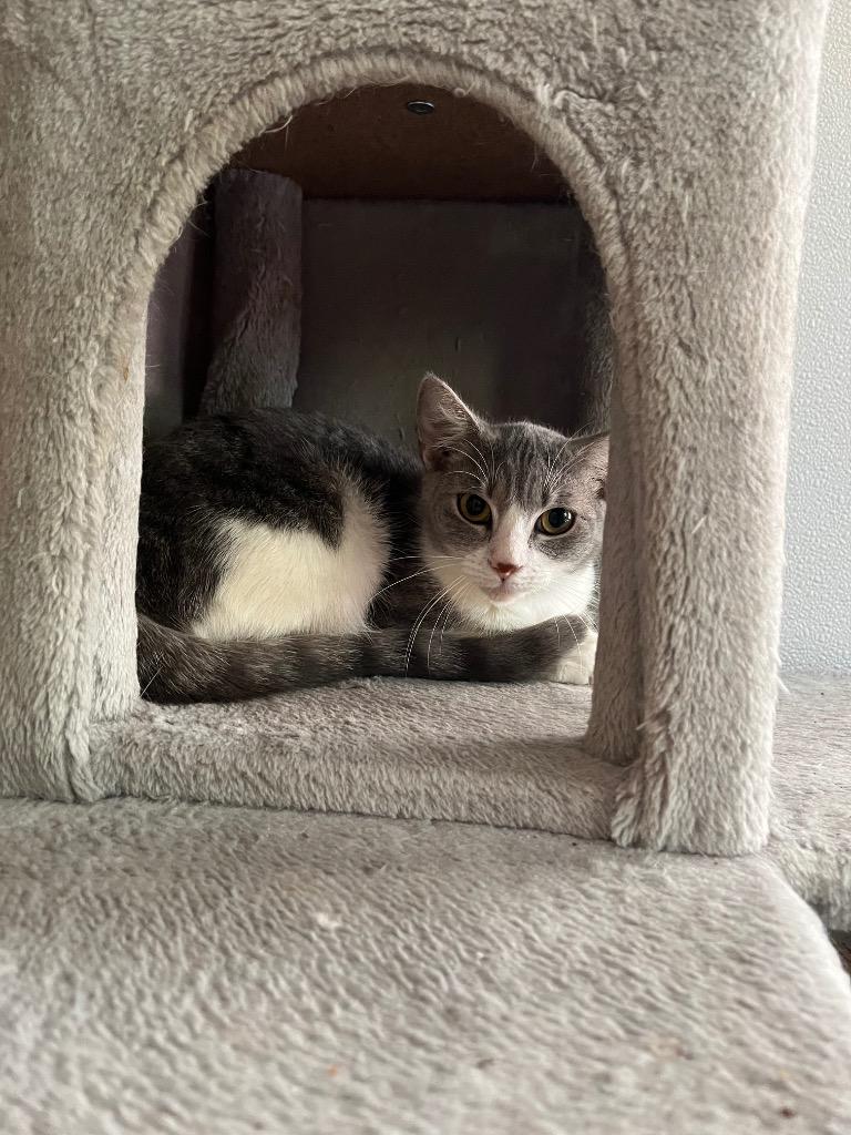 Enlarge Wisteria, a Adoptable mixed breed in Clinton, SC image 6/6