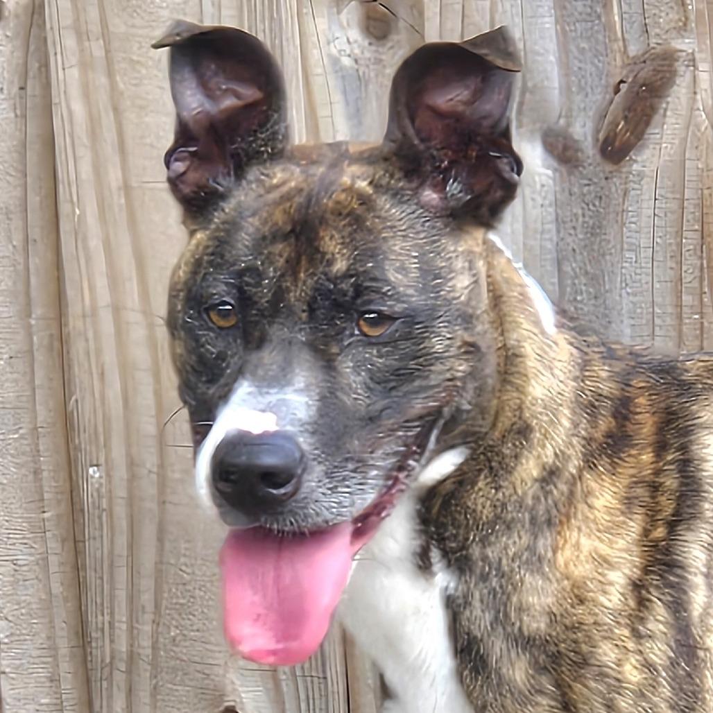 Meeka, Adoptable, Adult Female Mixed Breed & Mixed Breed.