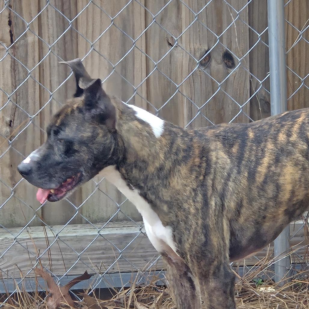 Enlarge Meeka, a Adoptable mixed breed in Lexington, SC image 2/4