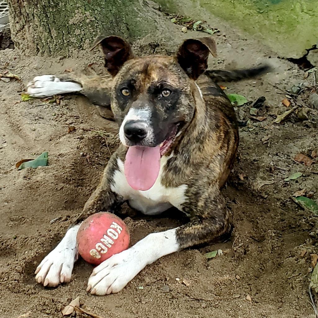 Enlarge Meeka, a Adoptable mixed breed in Lexington, SC image 3/4