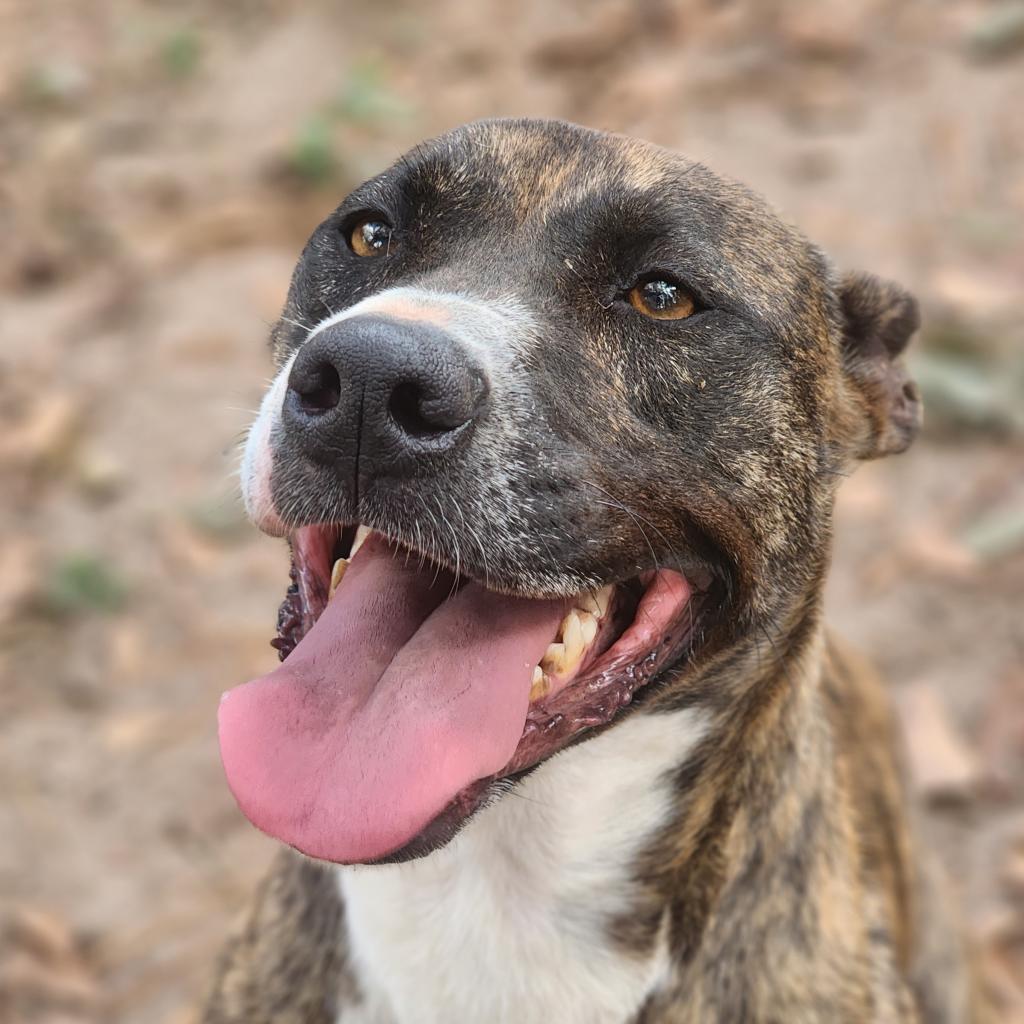 Enlarge Meeka, a Adoptable mixed breed in Lexington, SC image 4/4