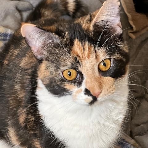 Smokie, adopted, Young Female Domestic Short Hair.