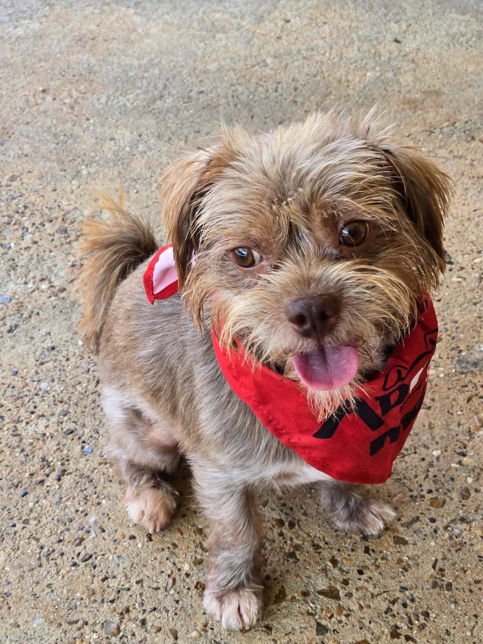 Enlarge Red - Little Man, BIG Personality, a Adopted mixed breed in Virginia Beach, VA image 2/5