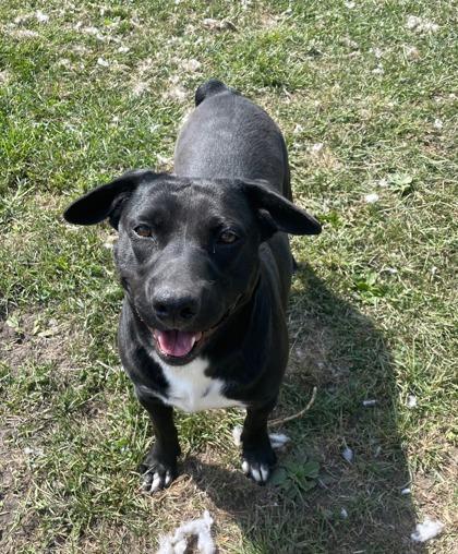 Enlarge Onyx, a Adoptable mixed breed in St. Anne, IL image 1/3