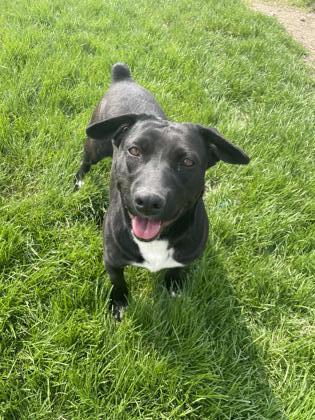 Enlarge Onyx, a Adoptable mixed breed in St. Anne, IL image 2/3