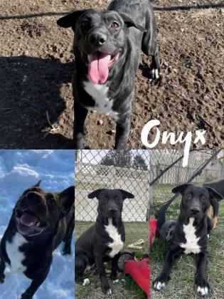 Enlarge Onyx, a Adoptable mixed breed in St. Anne, IL image 3/3